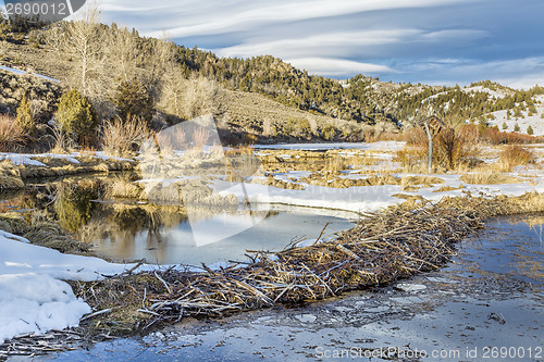 Image of winter on beaver swamp