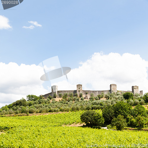 Image of Wineyard in Tuscany