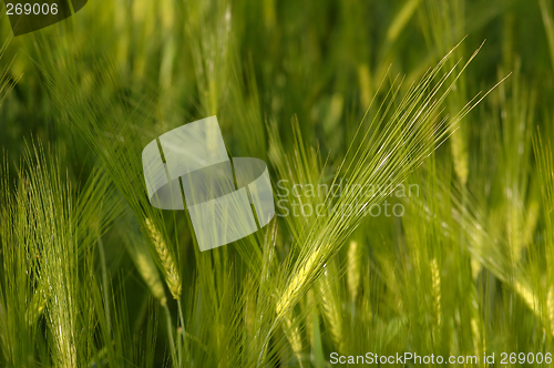 Image of Field in Soft light # 01