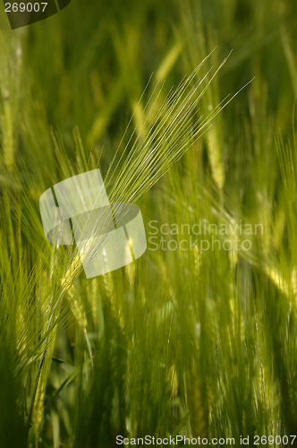 Image of Field in Soft light # 02