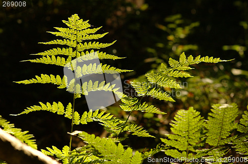 Image of Soft summer, Norwegian forest