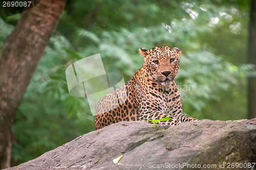 Image of Leopard