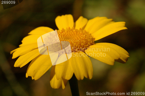 Image of Soft summer, Yellow Daisy