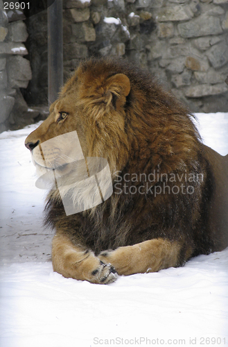 Image of African lion