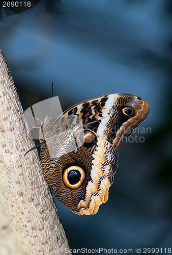 Image of Owl Buterfly