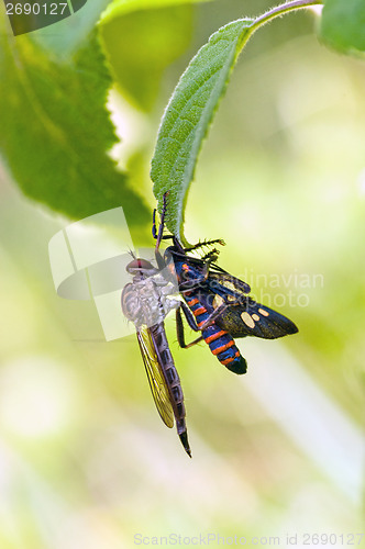 Image of Robberfly