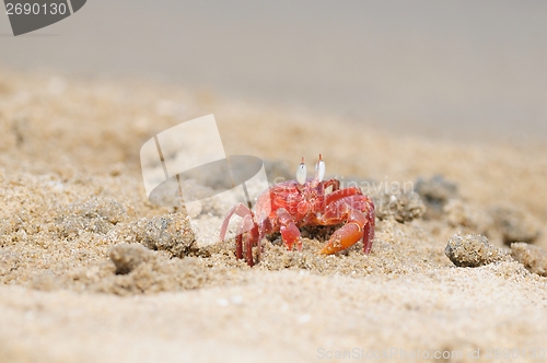 Image of Fiddler Crab