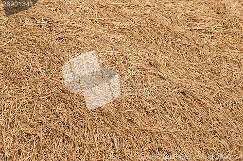 Image of hay