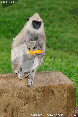 Image of Gray Langur