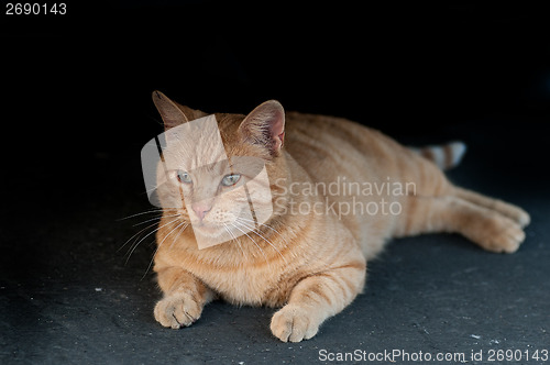 Image of Stray Cat