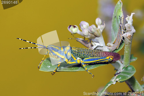 Image of painted grasshopper