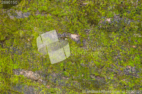 Image of Moss