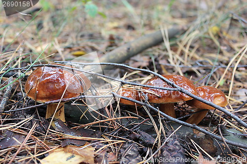 Image of nice mushrooms of Suillus