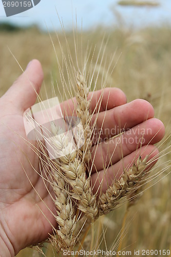 Image of spikelets of the wheat in the hand