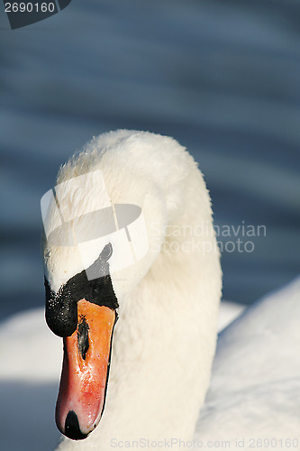 Image of Mute swan