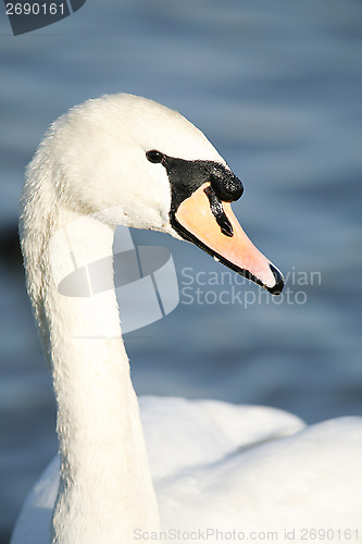 Image of Mute swan