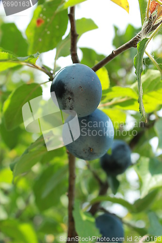 Image of Fruits of plum on the tree