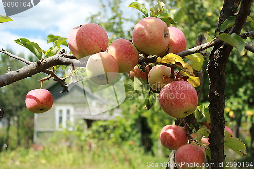 Image of very tasty and ripe apples