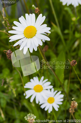 Image of Wild daisy