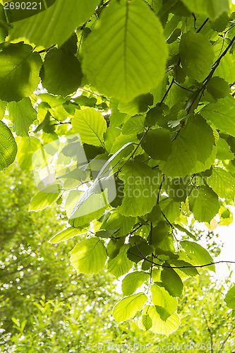 Image of Green leaves