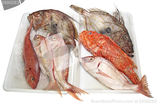 Image of John Dory, Scorpaenidae and Dentex