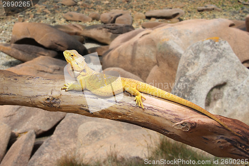 Image of Bearded Dragon