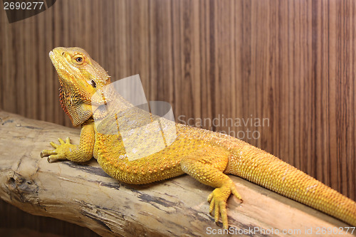Image of Yellow Bearded Dragon