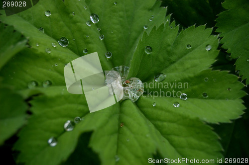 Image of Plants and a cockleshell