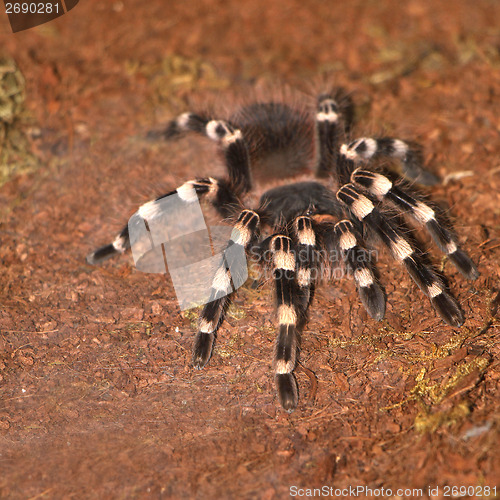 Image of Tarantula