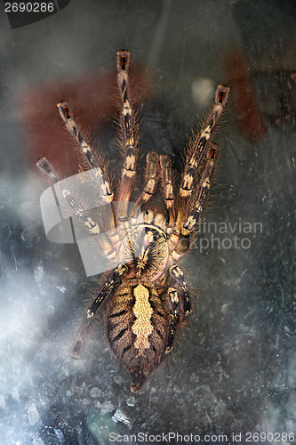 Image of Spider Tarantula