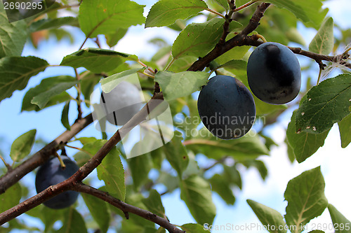 Image of Fruits of plum on the tree