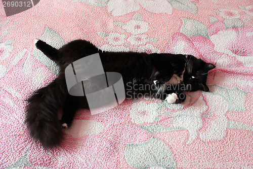 Image of black cat lying prone on the bed