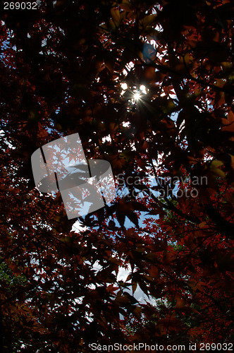 Image of The sun through foliage