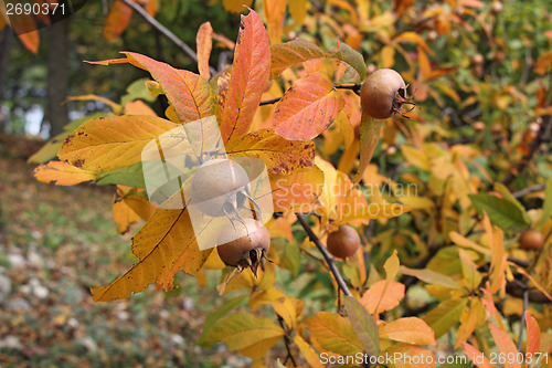 Image of Medlar fruits