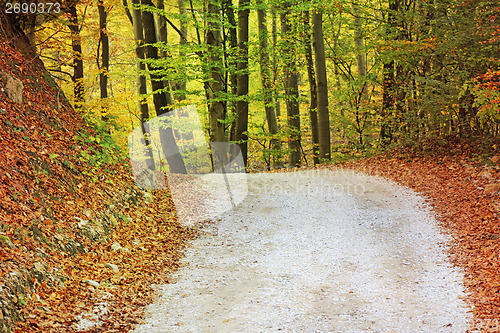 Image of Autumn in the forest