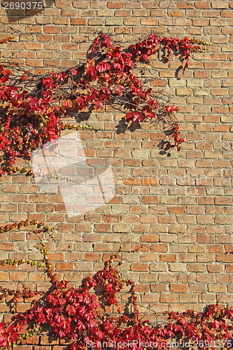 Image of Autumn Leaves background