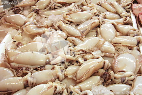Image of Cuttlefish