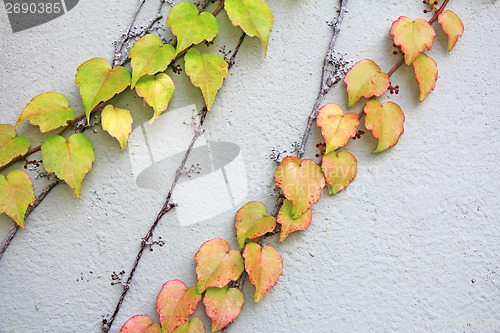 Image of Autumn Leaves background