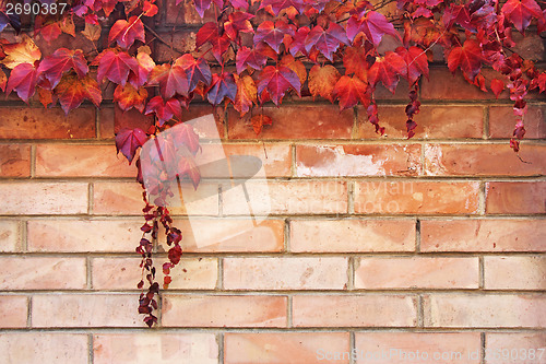 Image of Autumn Leaves background