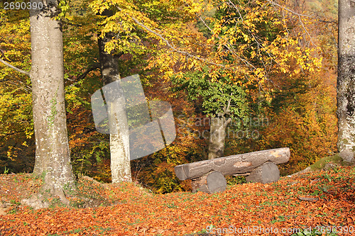 Image of Wooden bench in the woods