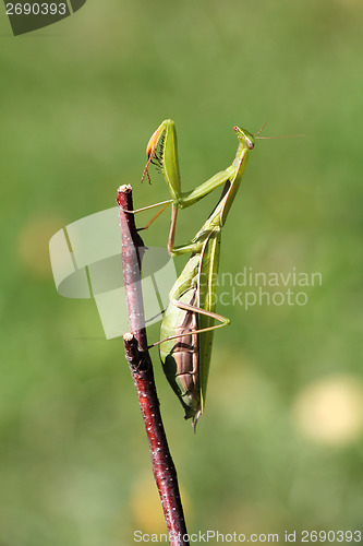 Image of Mantis