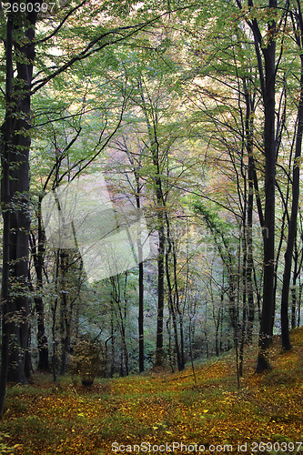 Image of Autumn in the forest