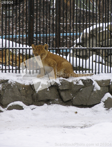 Image of Lion baby