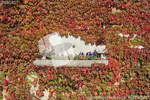 Image of Autumn Leaves background