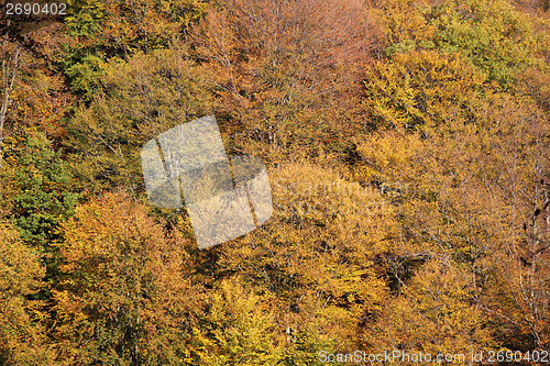 Image of Forest in autumn