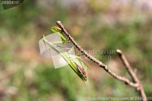 Image of Praying mantis