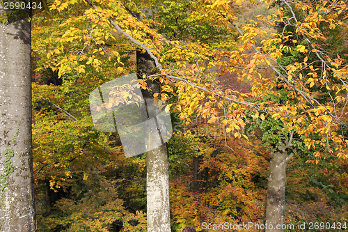 Image of Forest in autumn_3