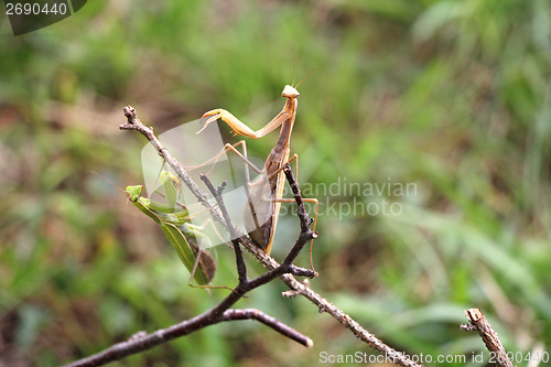 Image of Two Praying mantis