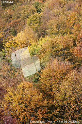 Image of Forest in autumn