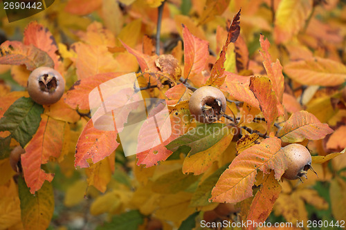 Image of Medlar fruit